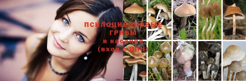 купить наркотики сайты  Краснознаменск  KRAKEN ссылки  Псилоцибиновые грибы Psilocybe 